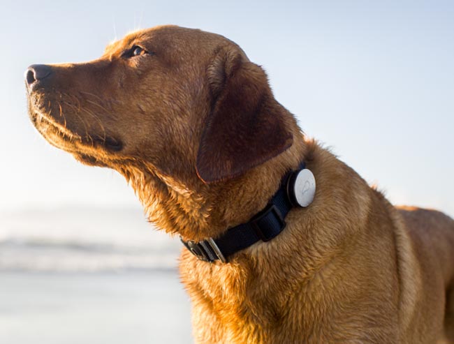 Collar Whistle Dog: Rastrea A Tu Perro Desde Tu Smartphone